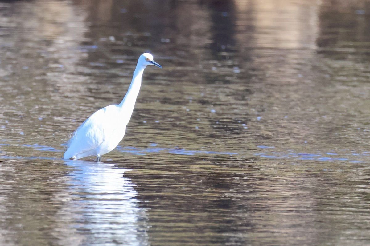 Little Egret - ML637301037