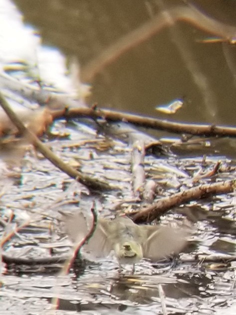 Ruby-crowned Kinglet - ML637301078
