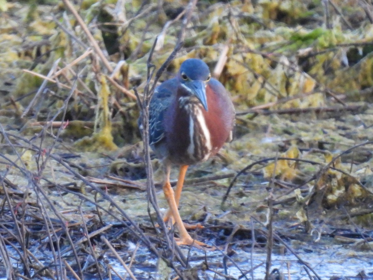 Green Heron - ML637301079