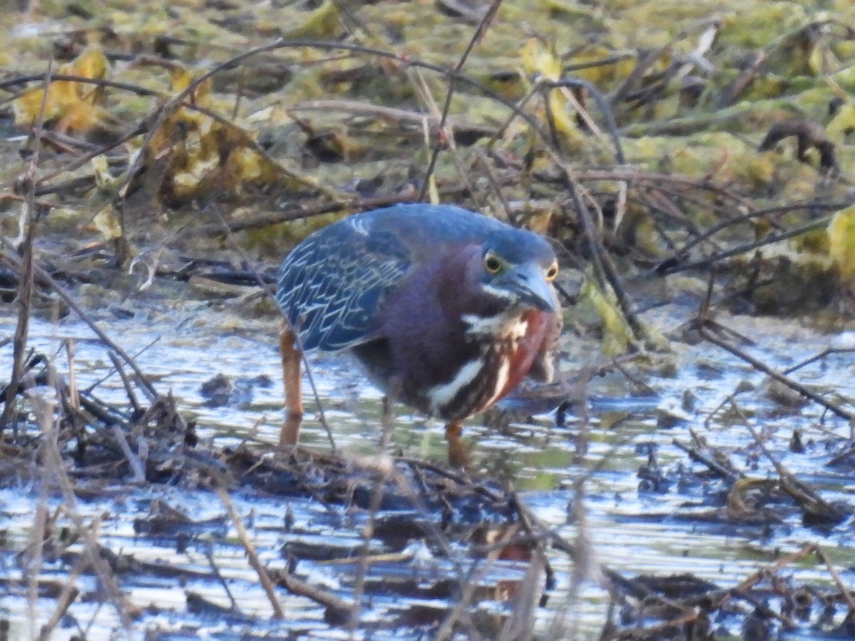 Green Heron - ML637301081