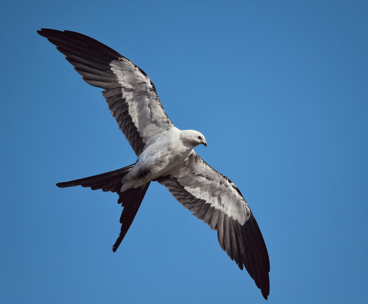 Swallow-tailed Kite - ML637301171