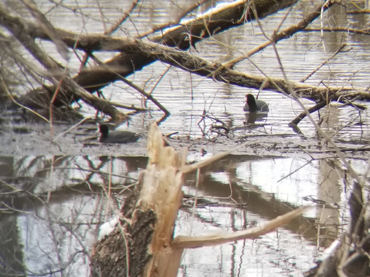 American Coot - ML637301220