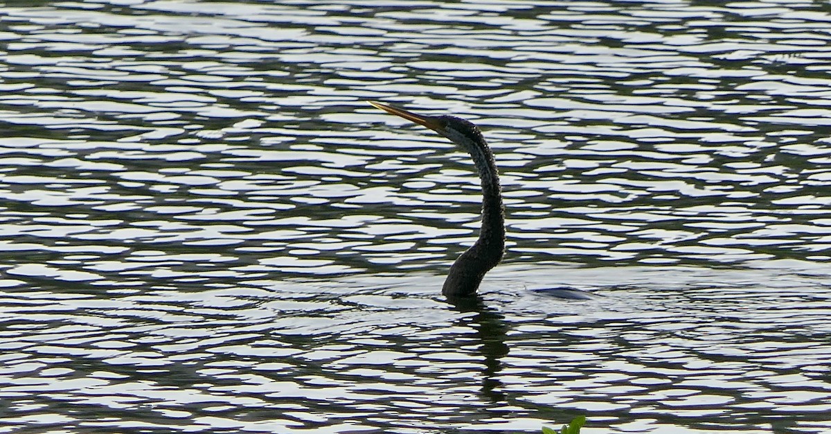Oriental Darter - ML637301265