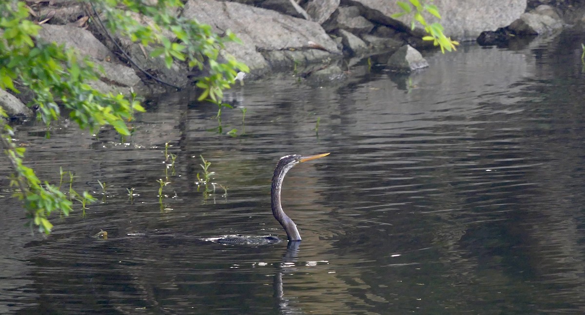 Oriental Darter - ML637301266