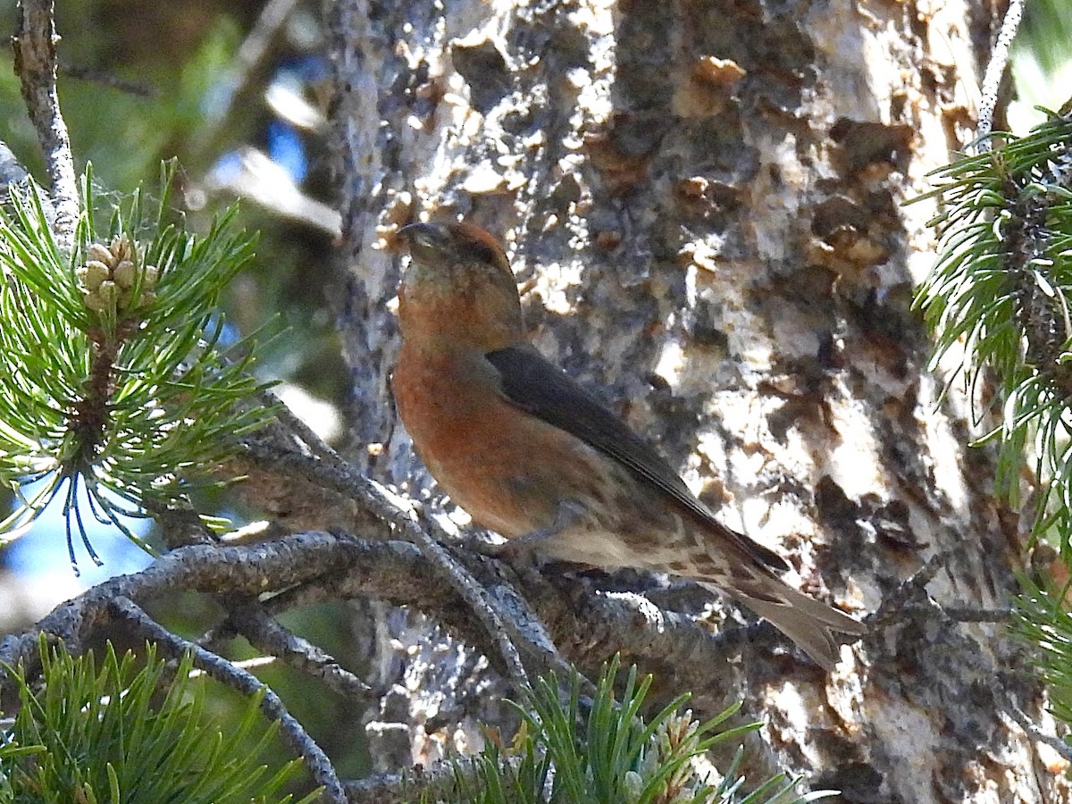 Cassia Crossbill - ML637301330