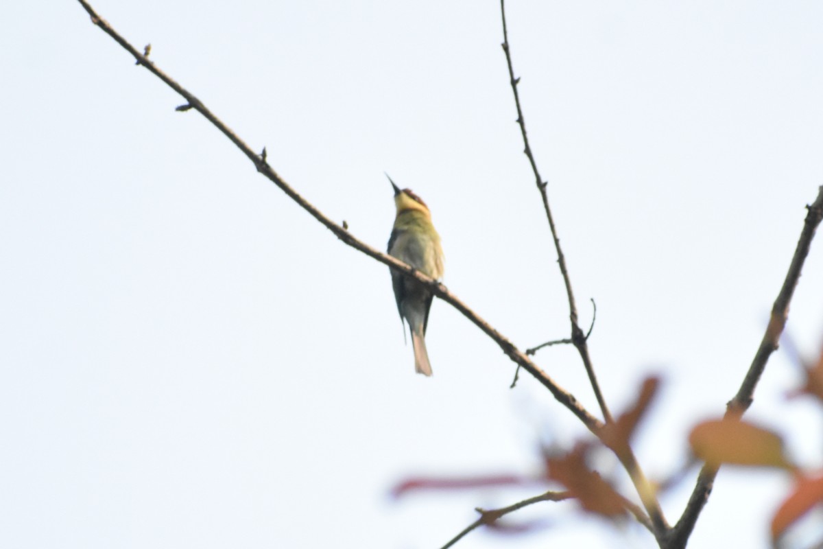 Chestnut-headed Bee-eater - ML637301356