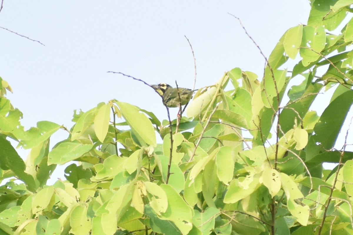 Coppersmith Barbet - ML637301369