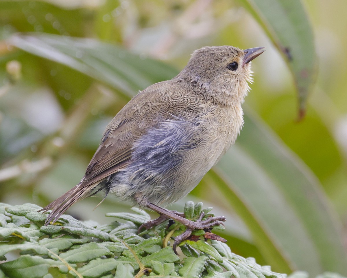 Waldsänger-Darwinfink - ML637301371