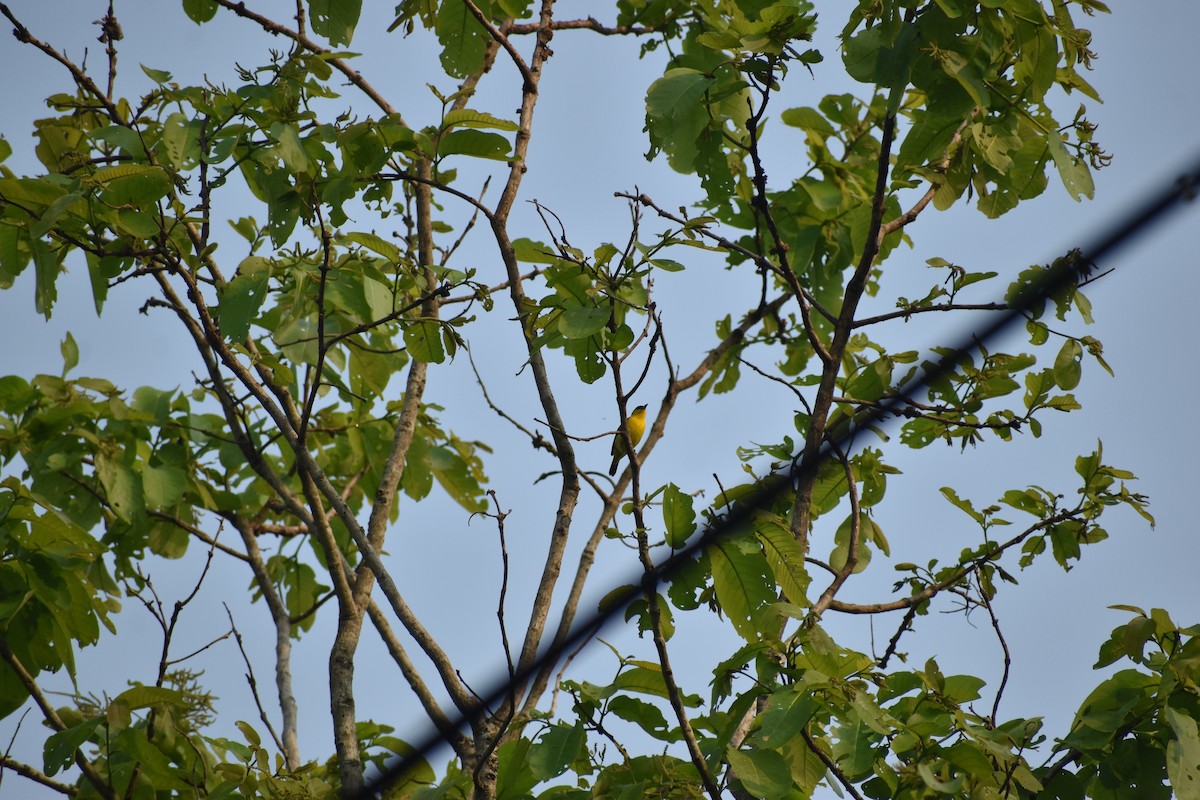 Common Iora - ML637301376