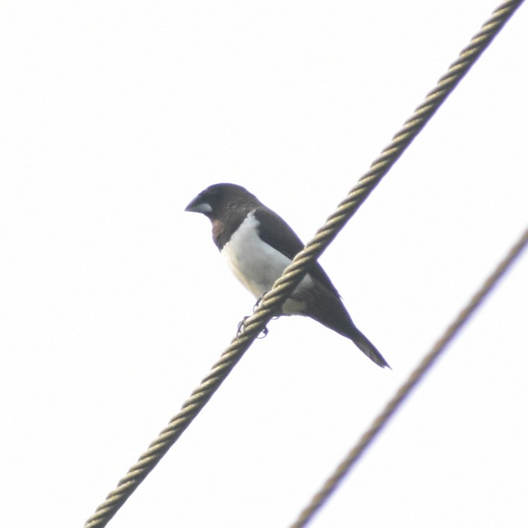 White-rumped Munia - ML637301395
