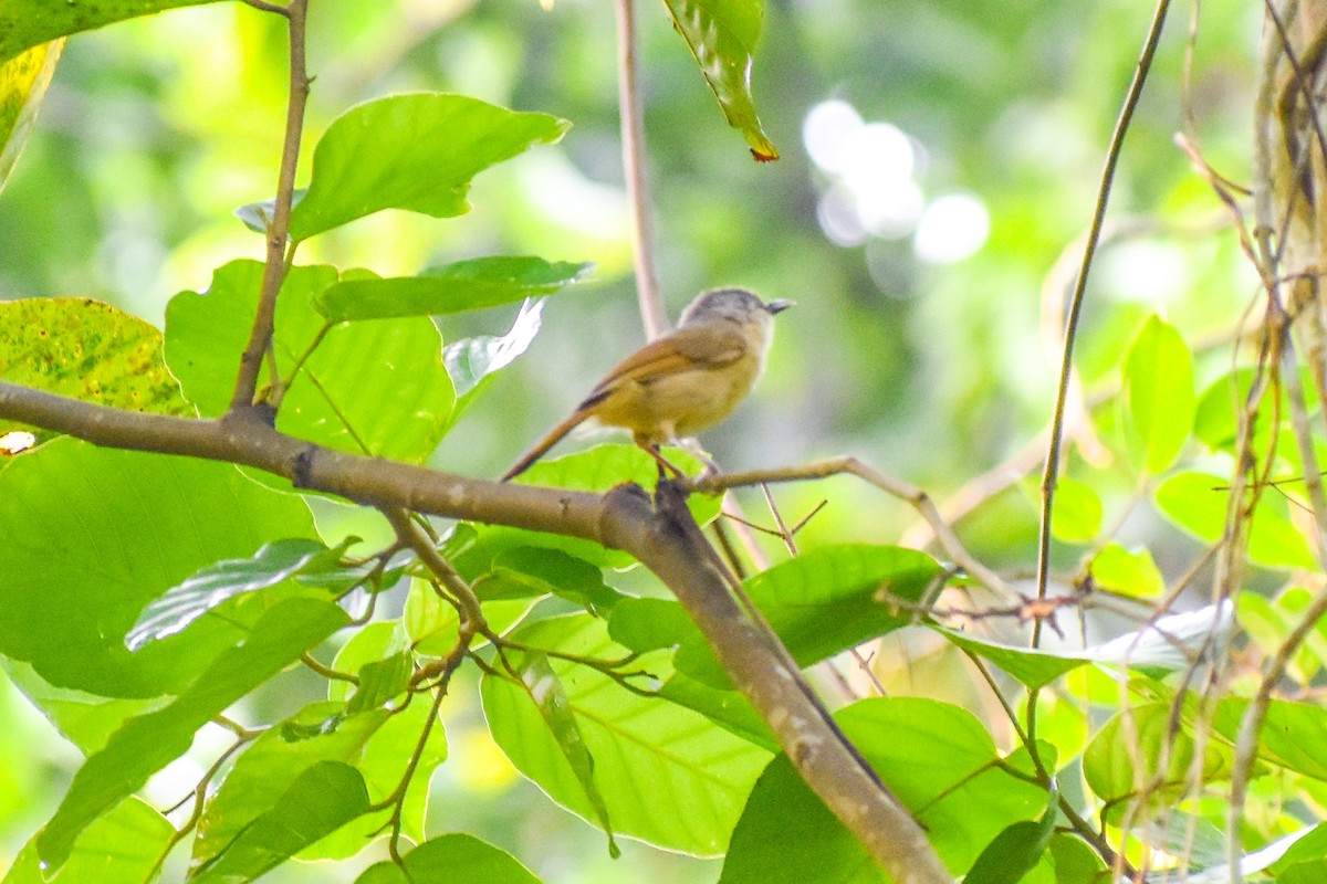 Brown-cheeked Fulvetta - ML637301423