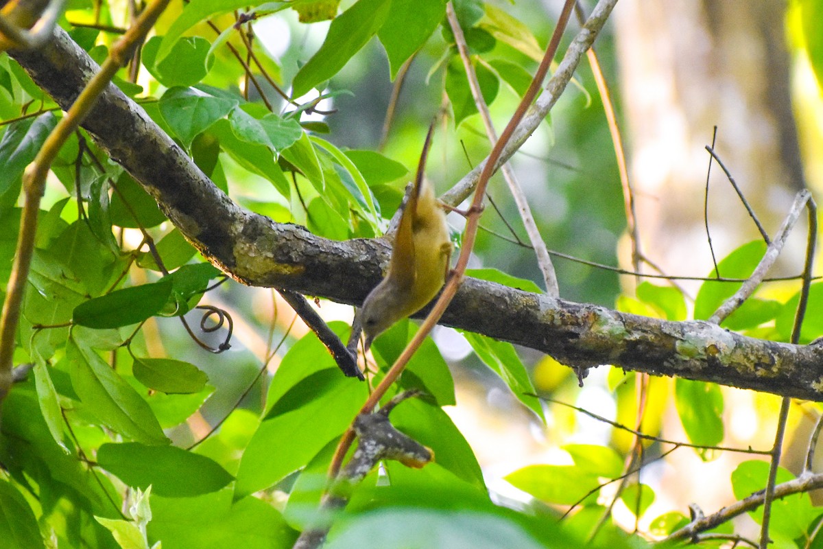 Brown-cheeked Fulvetta - ML637301424