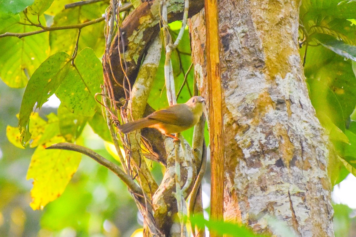 Brown-cheeked Fulvetta - ML637301425