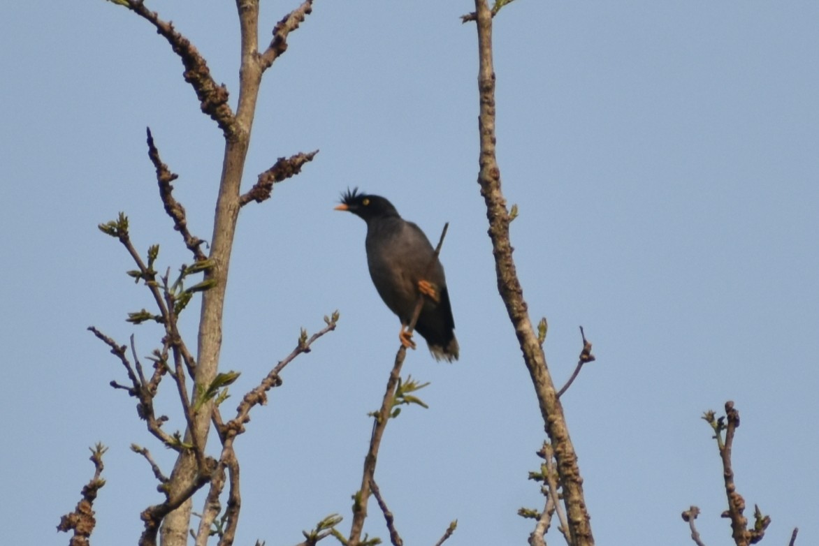 Jungle Myna - ML637301433