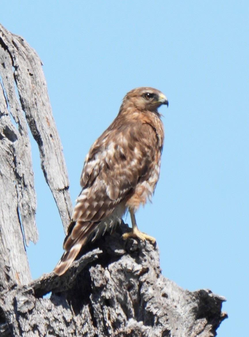 Red-shouldered Hawk - ML637301450