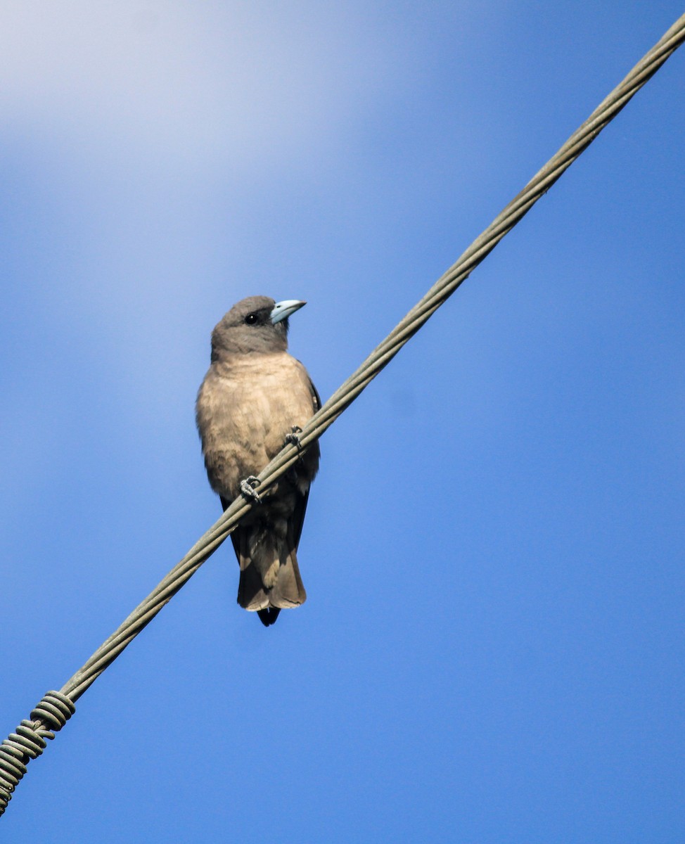 Ashy Woodswallow - ML637301520