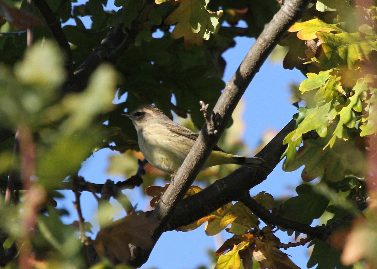 Palm Warbler - ML637301559