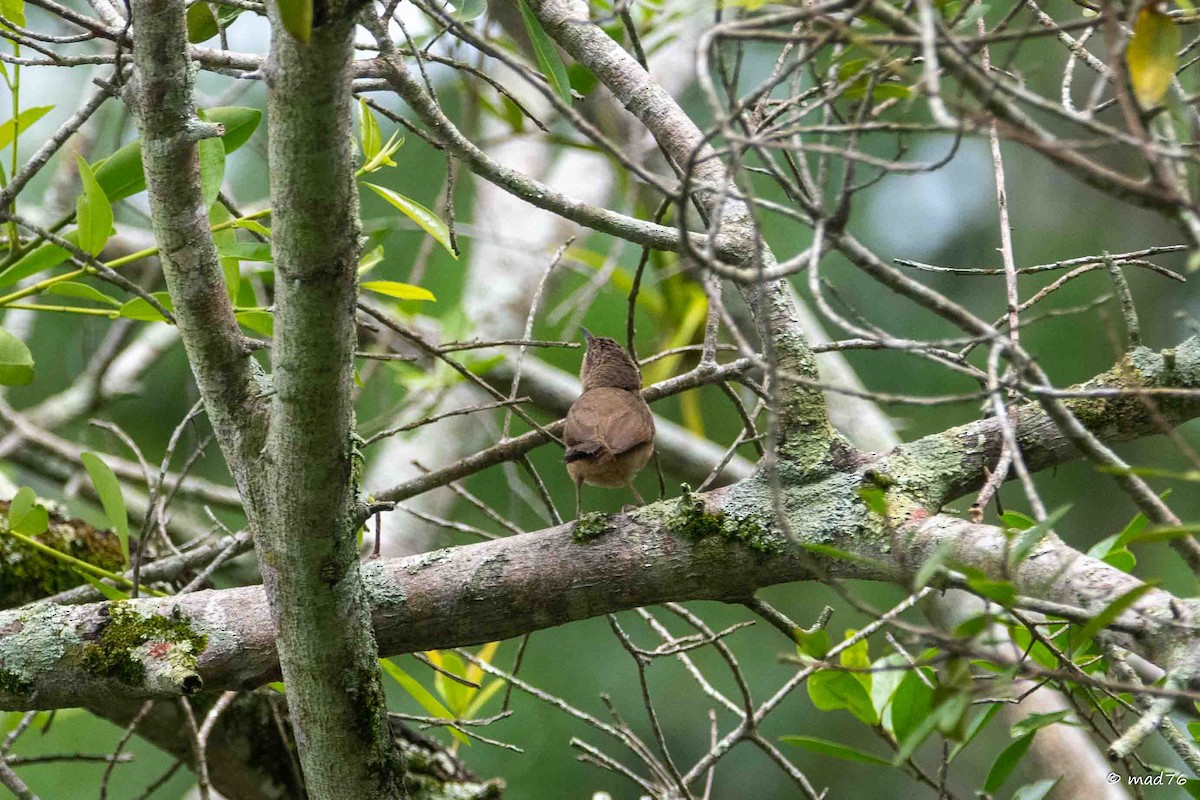 Plain Thornbird - ML637301563