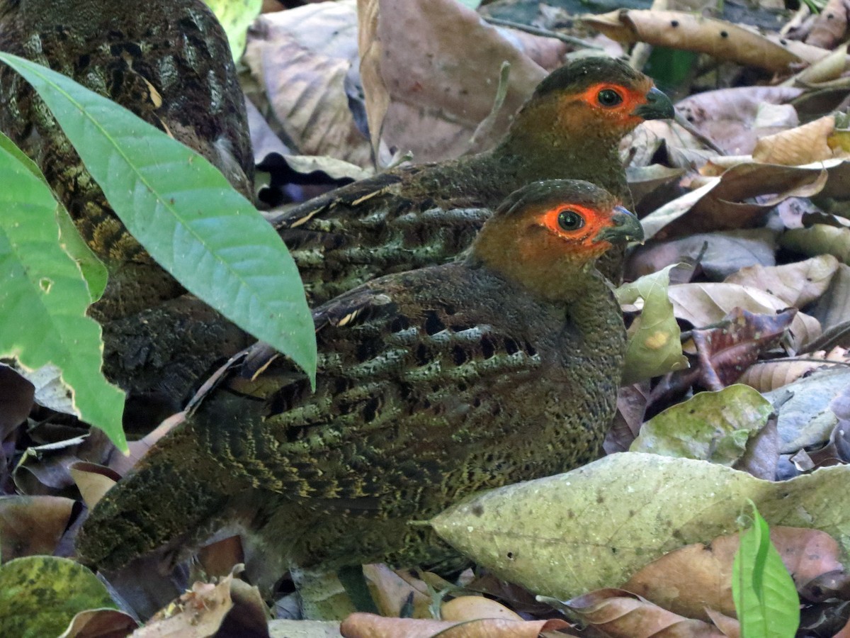 Marbled Wood-Quail - ML637301607