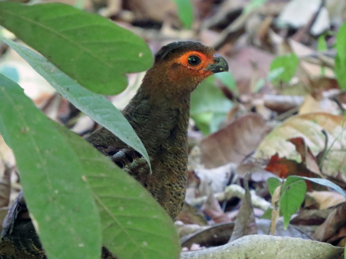Marbled Wood-Quail - ML637301612