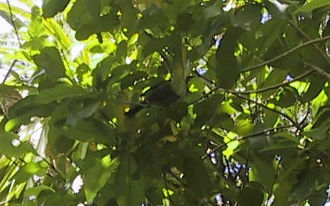 New Zealand Bellbird - ML637301649