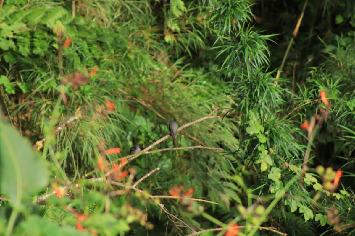 Smoke-colored Pewee - ML637301670