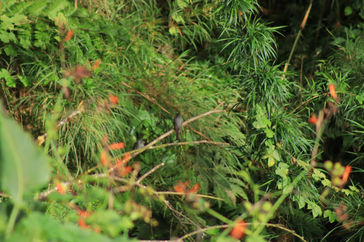 Smoke-colored Pewee - ML637301671