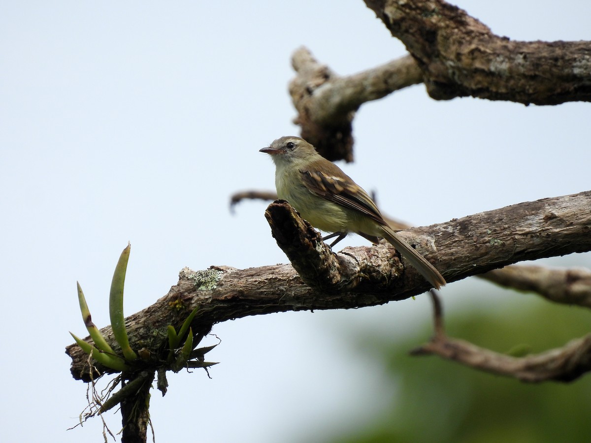 Mouse-colored Tyrannulet (Northern) - ML637301677