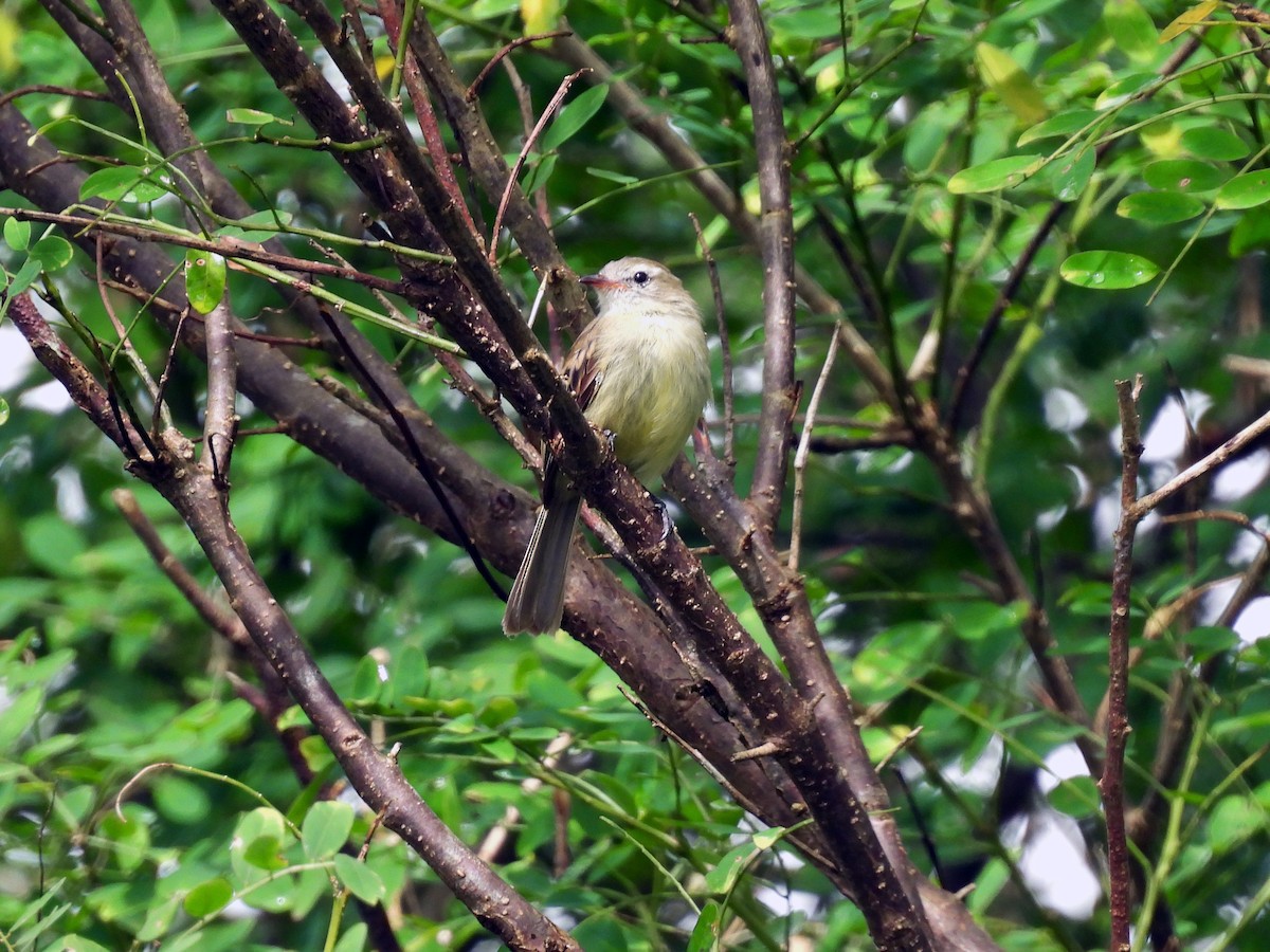 Mouse-colored Tyrannulet (Northern) - ML637301679