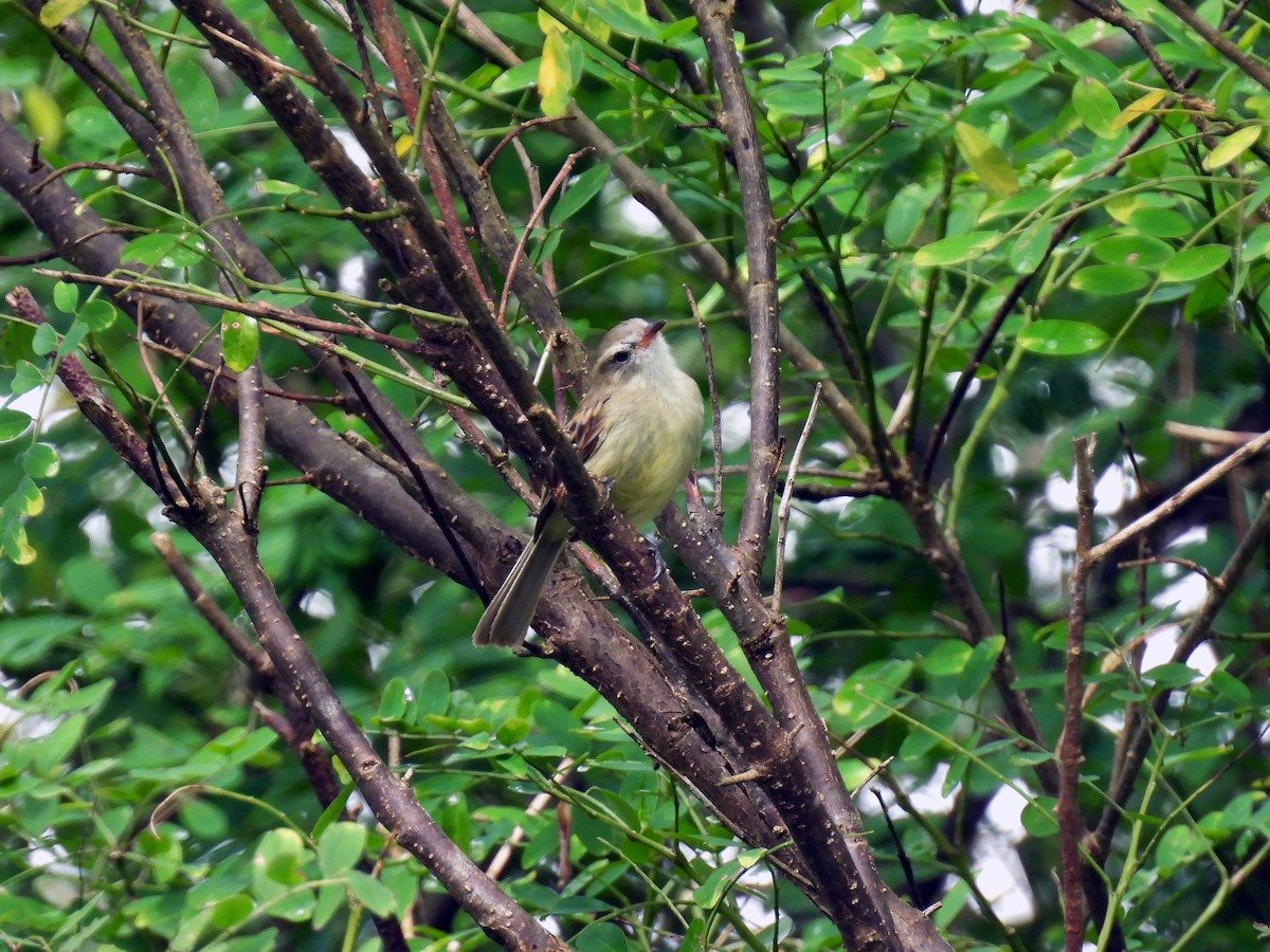 Mouse-colored Tyrannulet (Northern) - ML637301682