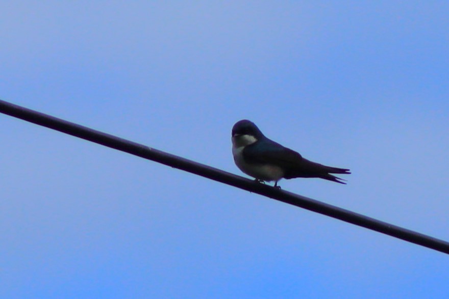 Blue-and-white Swallow - ML637301688