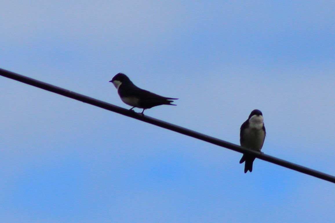 Blue-and-white Swallow - ML637301689