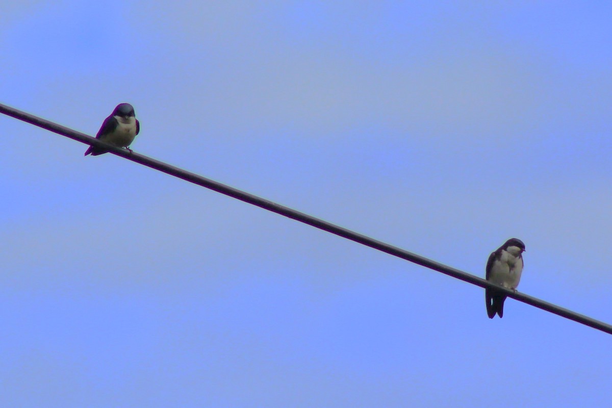 Blue-and-white Swallow - ML637301690