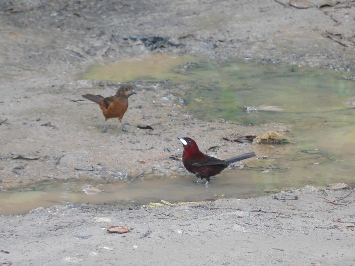 Silver-beaked Tanager - ML637301779