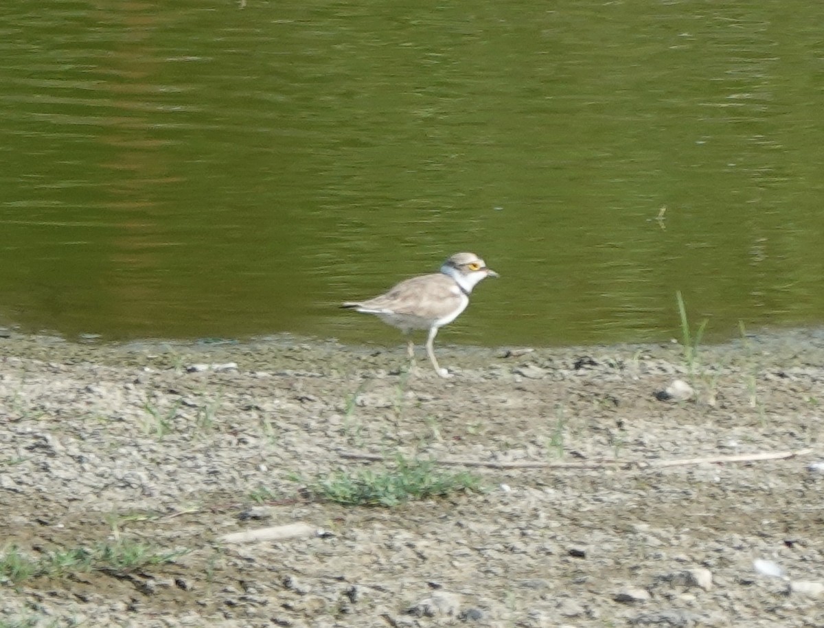 Little Ringed Plover - ML637301791