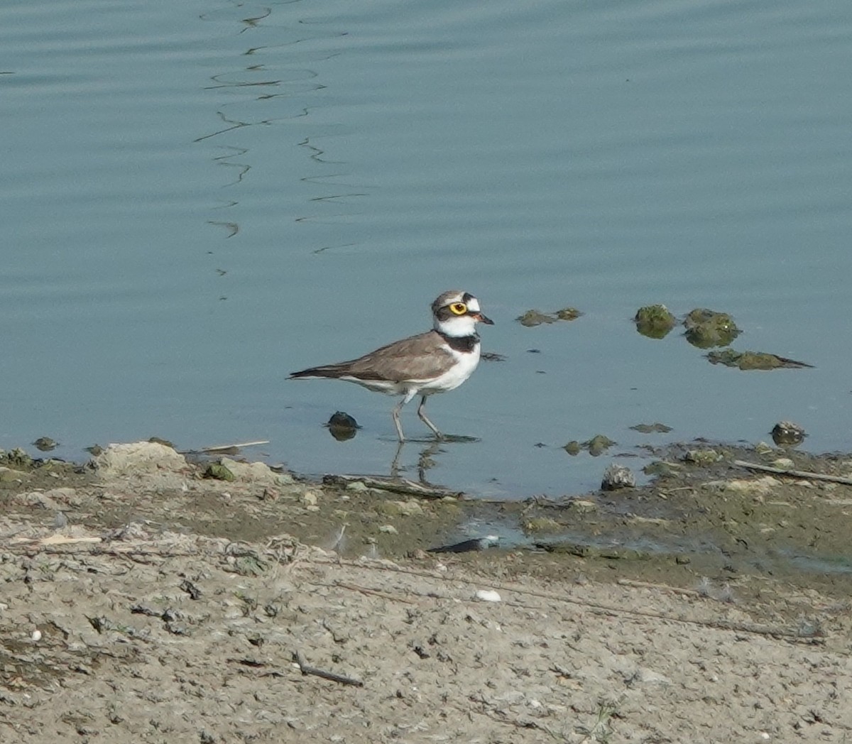 Little Ringed Plover - ML637301792