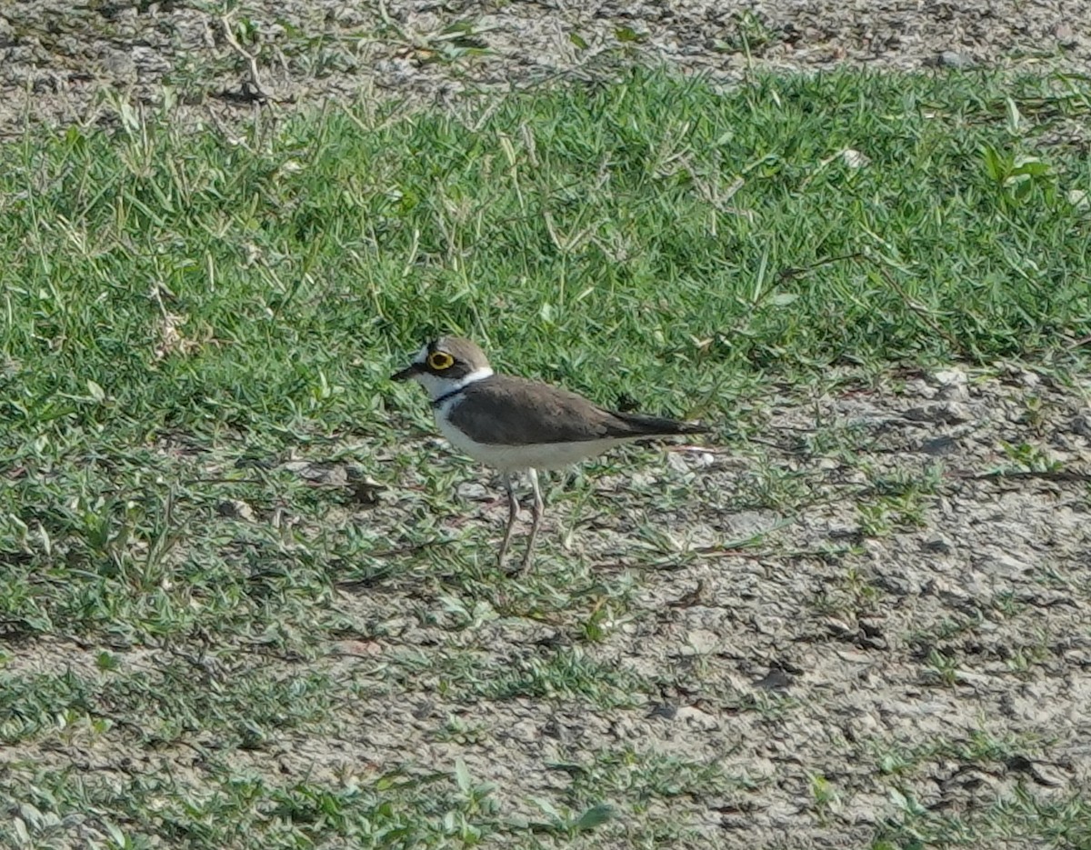 Little Ringed Plover - ML637301793