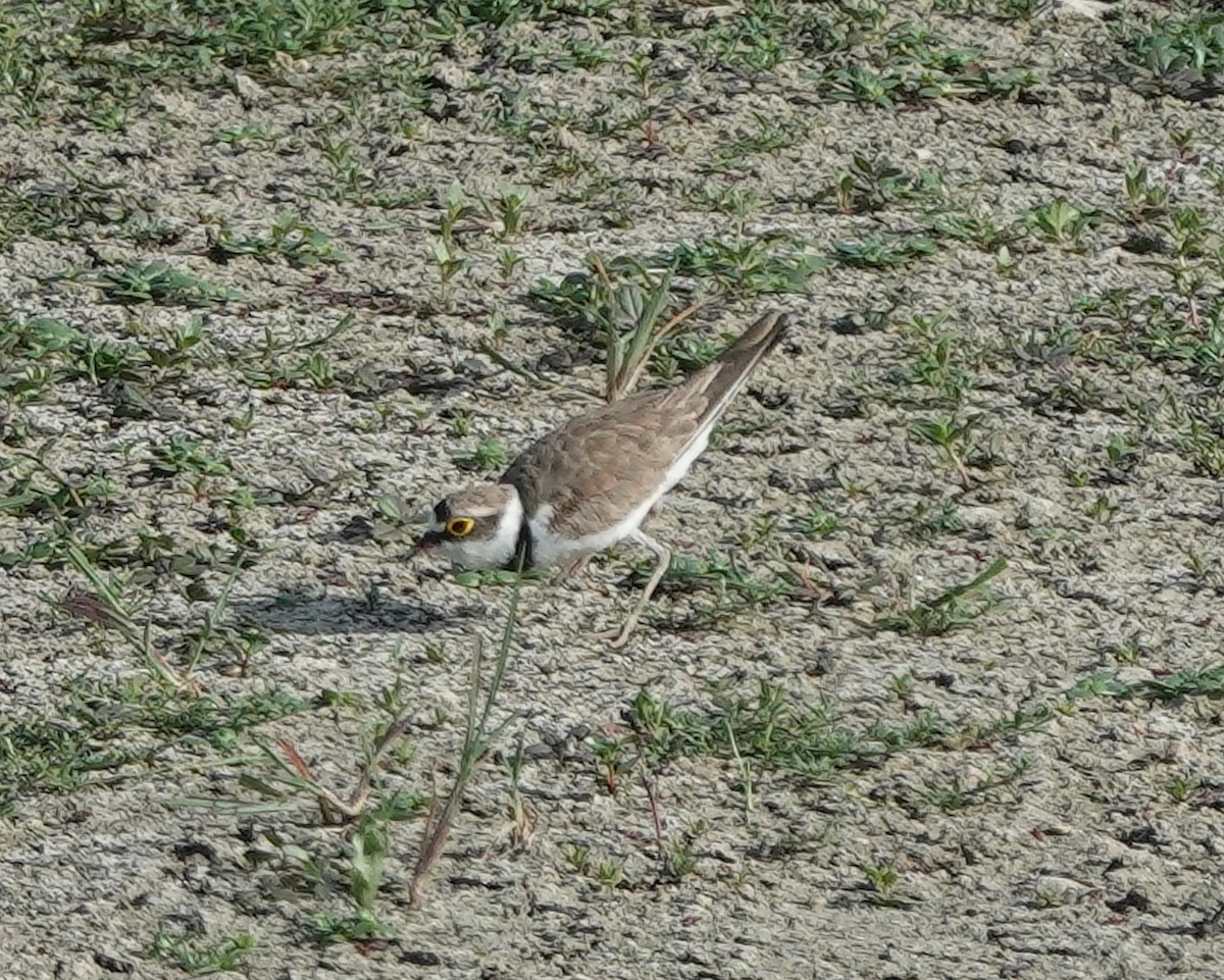 Little Ringed Plover - ML637301794