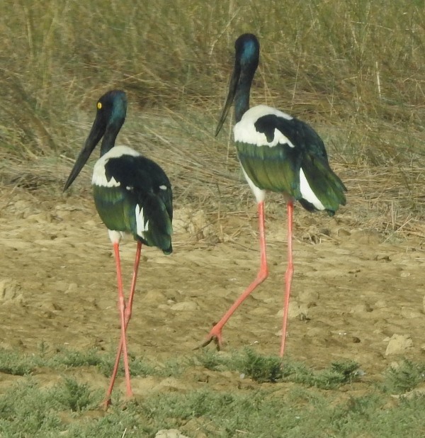 Black-necked Stork - ML637301802
