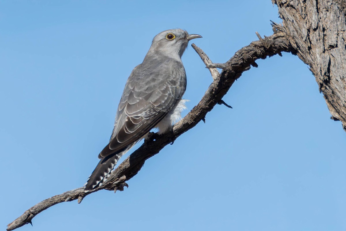 Pallid Cuckoo - ML637301844
