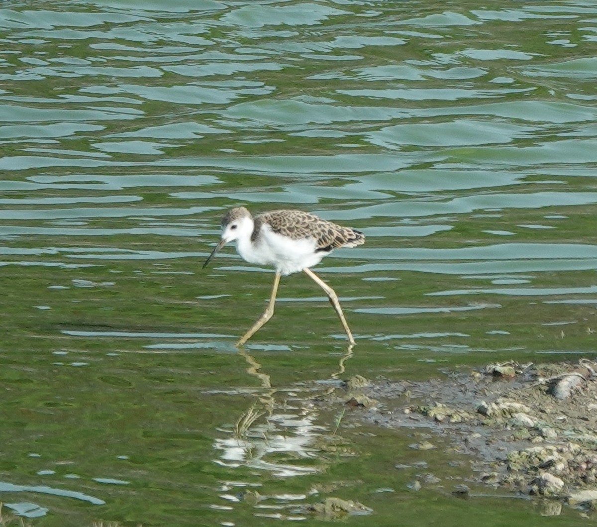 Black-winged Stilt - ML637301853