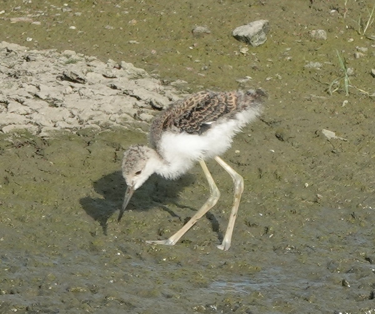 Black-winged Stilt - ML637301854