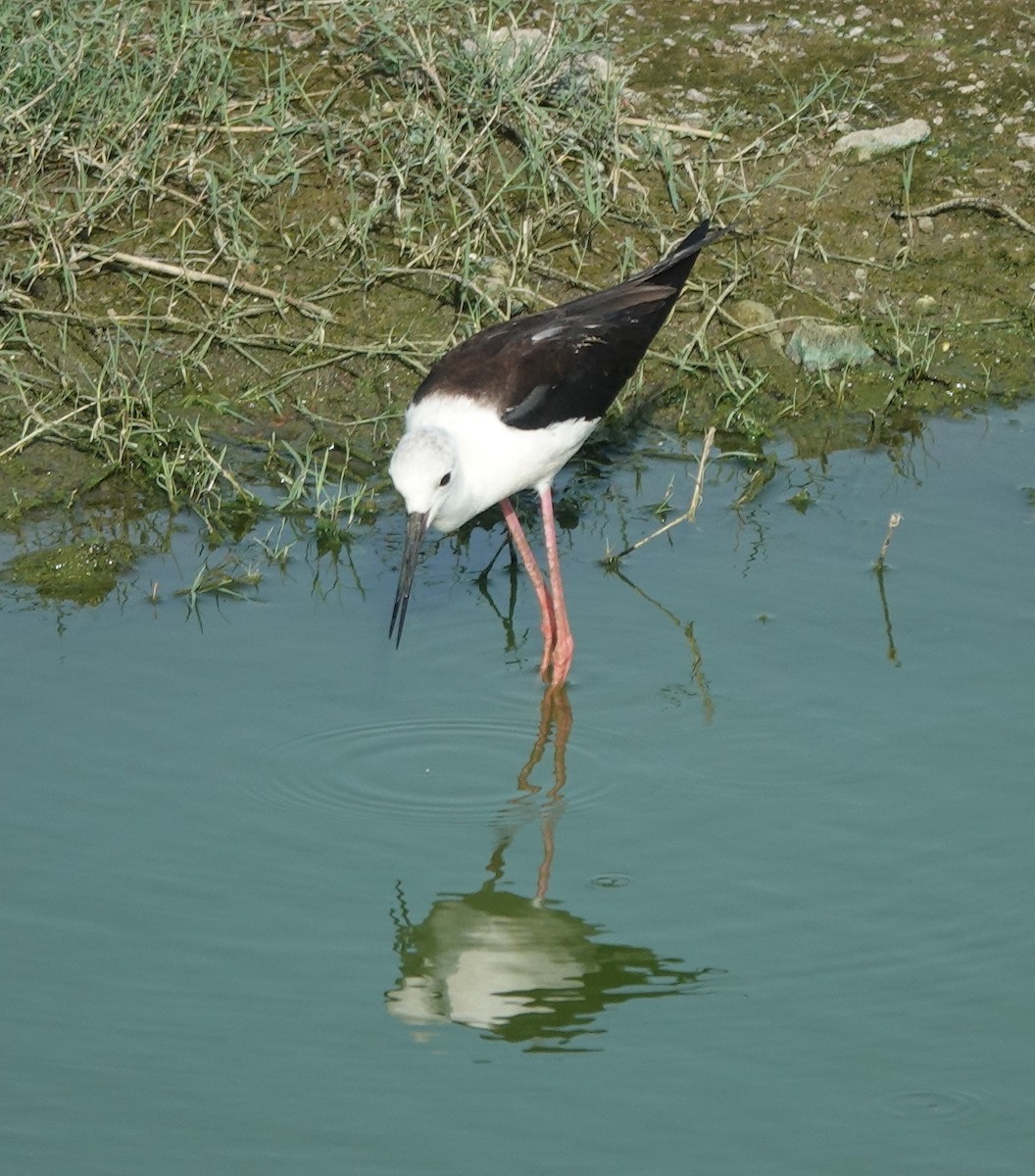 Black-winged Stilt - ML637301855