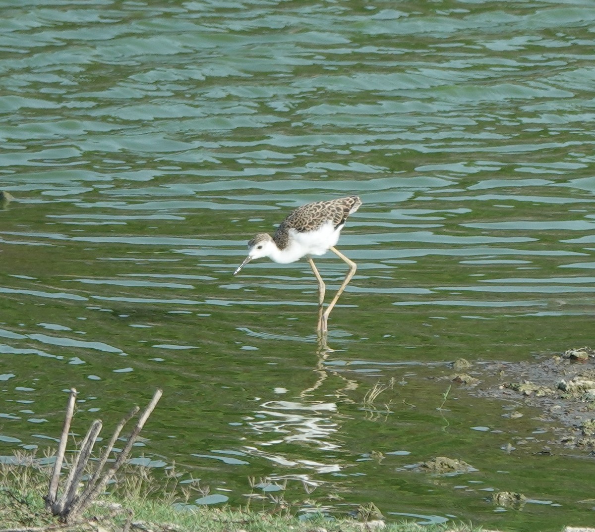 Black-winged Stilt - ML637301856