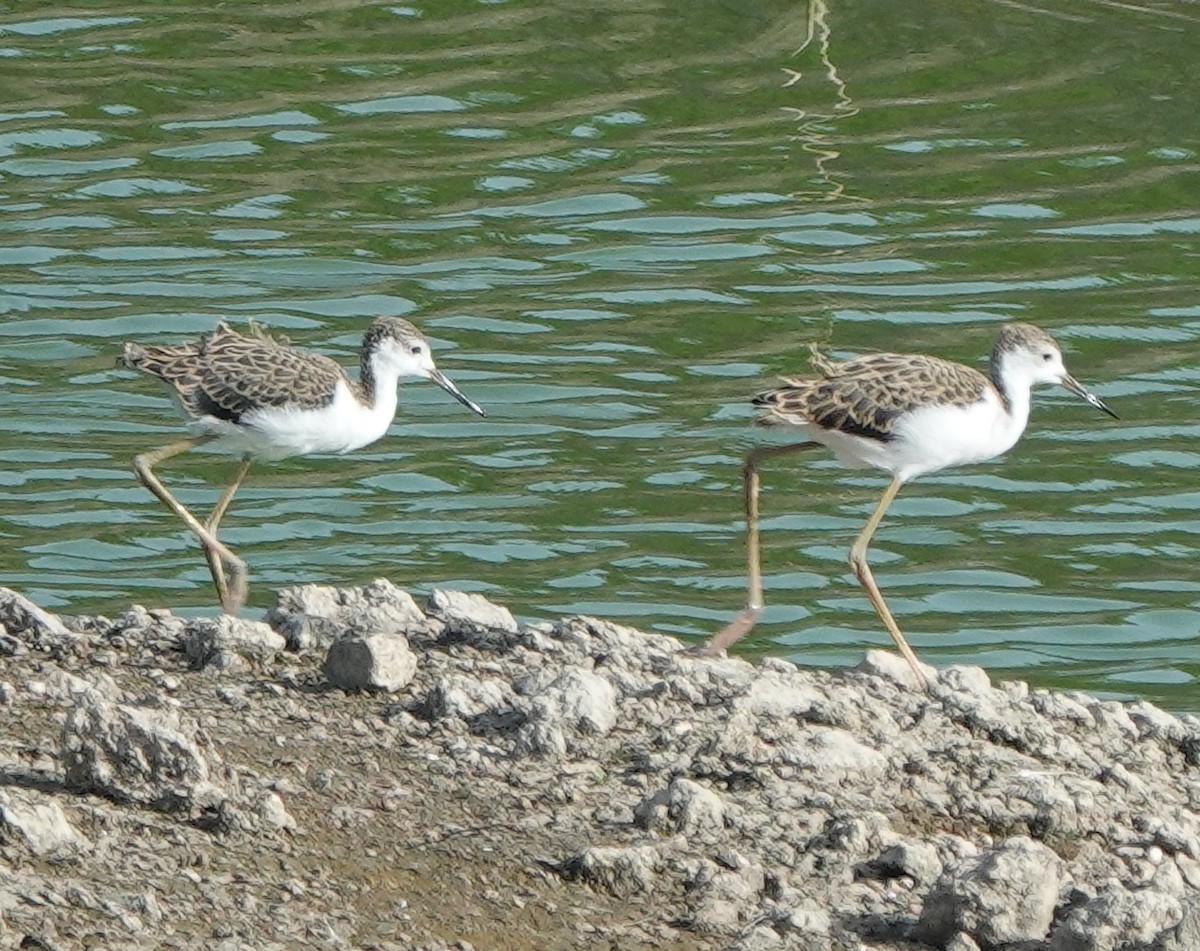 Black-winged Stilt - ML637301857