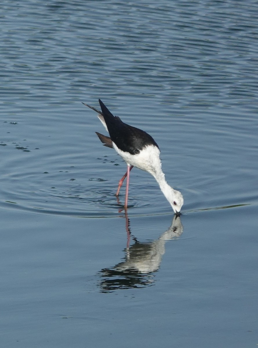 Black-winged Stilt - ML637301858