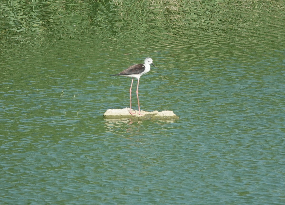 Black-winged Stilt - ML637301859
