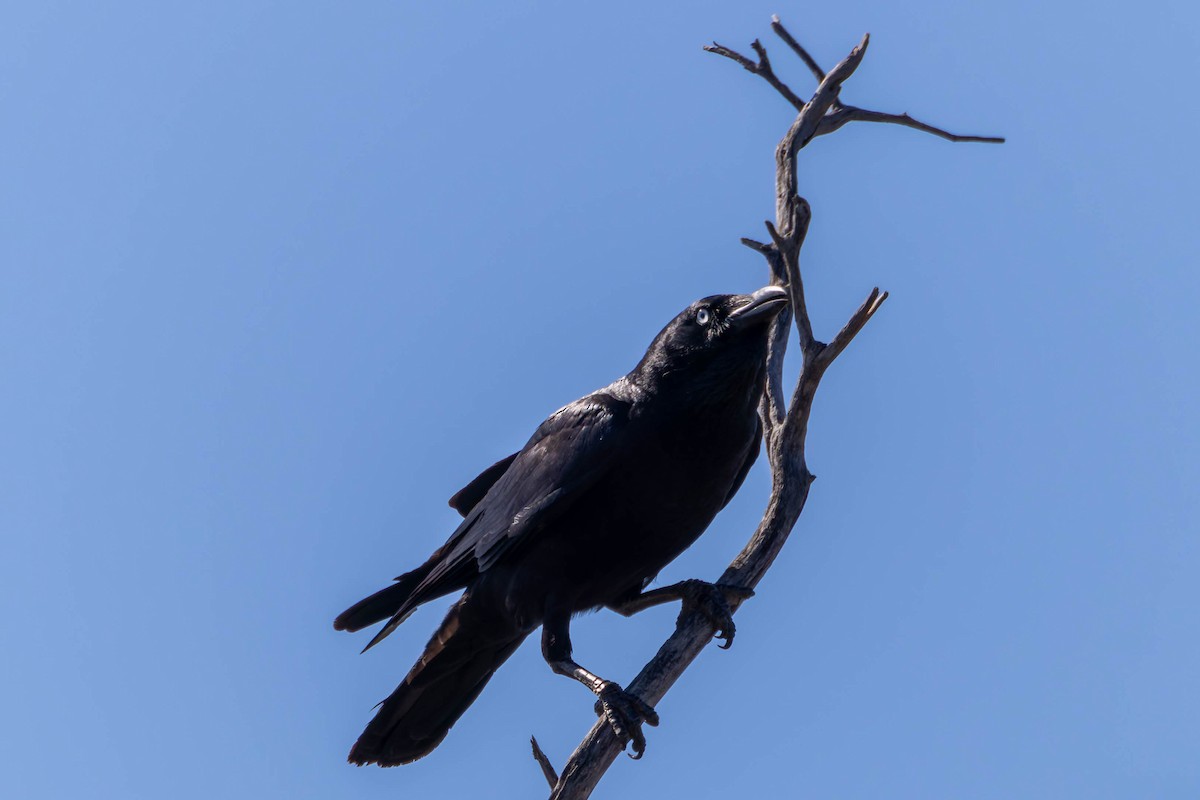 Little Crow - ML637301868