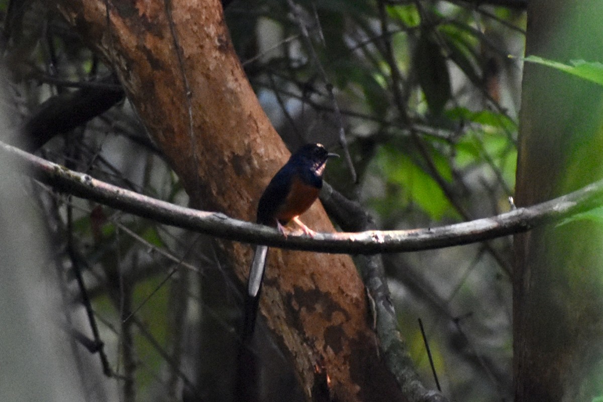 White-rumped Shama - ML637301885