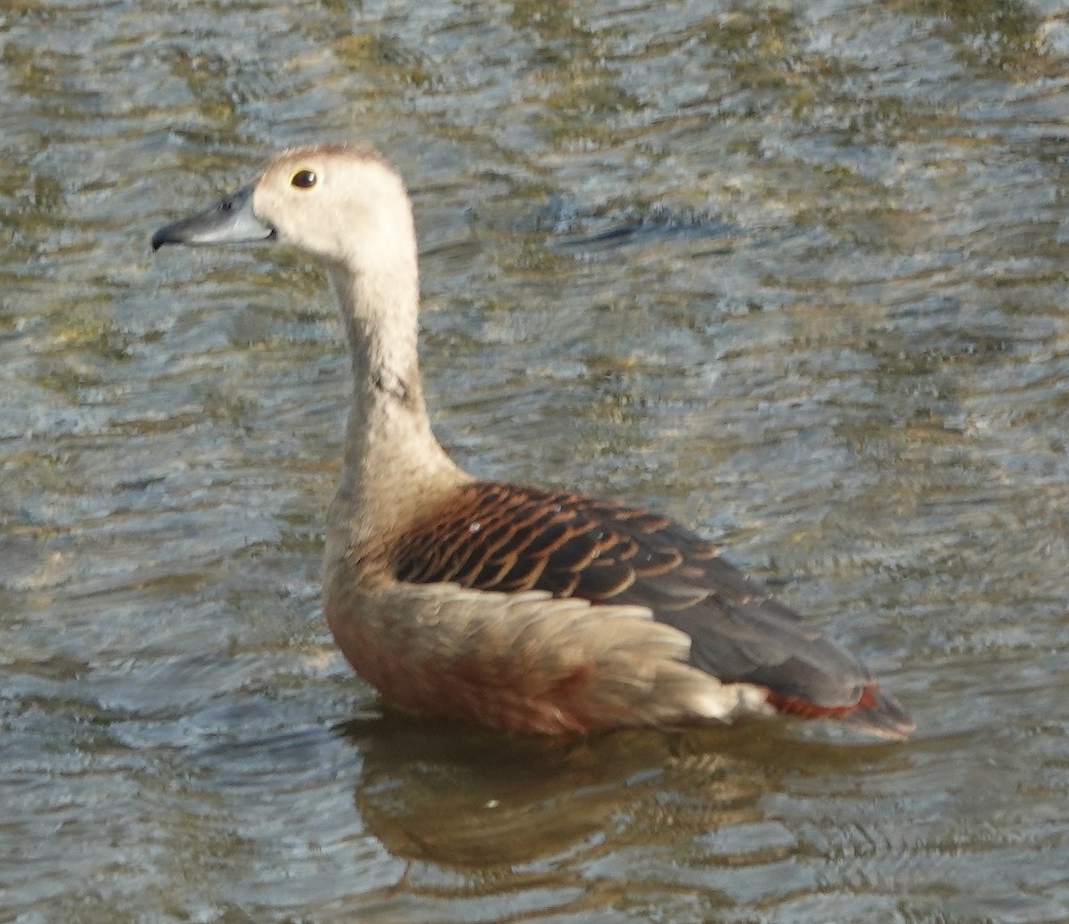 Lesser Whistling-Duck - ML637301904